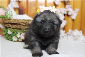 Laverne - Keeshond for sale