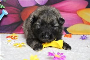 Crosby - Keeshond for sale