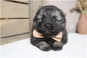 Bing - Keeshond for sale
