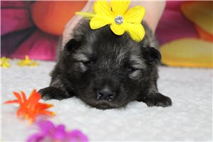 Shirley - Keeshond for sale