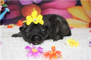 Idina - Keeshond for sale