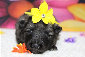 Laverne - Keeshond for sale