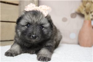 Laverne - Keeshond for sale
