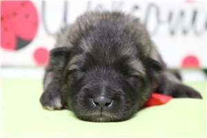 Crosby - Keeshond for sale