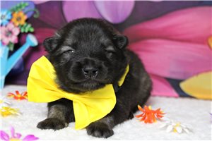 Bing - Keeshond for sale