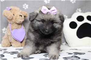 Laverne - Keeshond for sale