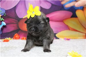 Kristen - Keeshond for sale