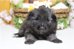 Idina - Keeshond for sale