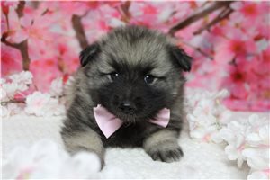 Crosby - Keeshond for sale