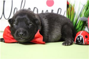 Bing - Keeshond for sale