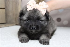 Idina - Keeshond for sale