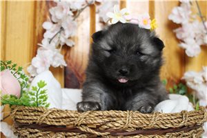 Shirley - Keeshond for sale