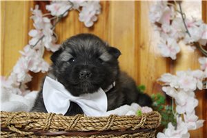 Crosby - Keeshond for sale