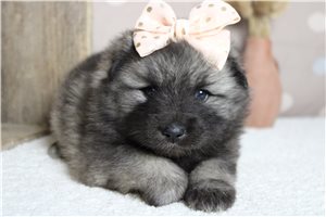 Shirley - Keeshond for sale
