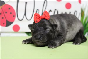Shirley - Keeshond for sale