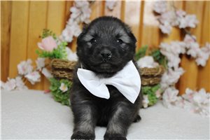 Bing - Keeshond for sale