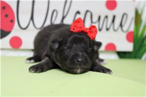 Idina - Keeshond for sale