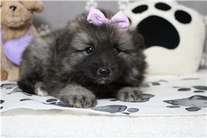 Kristen - Keeshond for sale