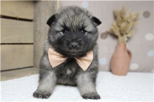 Crosby - Keeshond for sale