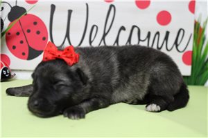 Laverne - Keeshond for sale