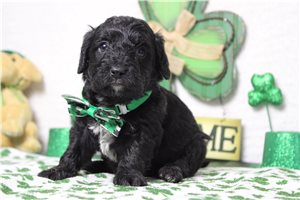 Ellis - Bernedoodle, Mini for sale