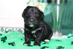 Eliza - Mini Bernedoodle for sale