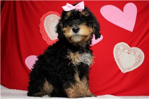 Carol - puppy for sale