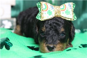 Eloise - puppy for sale