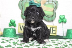 Eliza - Bernedoodle, Mini for sale
