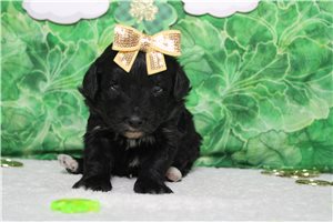 Eliza - Bernedoodle, Mini for sale