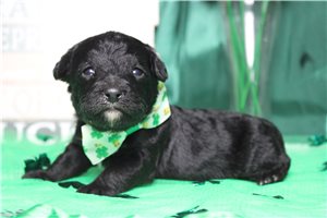 Ellis - puppy for sale