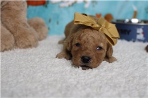 Pablo - Goldendoodle, Mini for sale