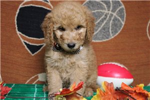 Prancer - Mini Goldendoodle for sale