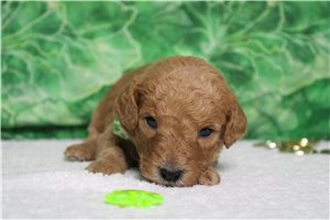 Easton - Mini Goldendoodle for sale