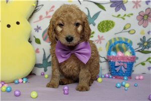 Everett - Goldendoodle, Mini for sale