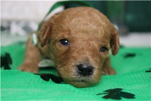 Easton - puppy for sale