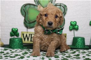 Everett - Goldendoodle, Mini for sale