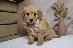 Ashton - Mini Goldendoodle for sale