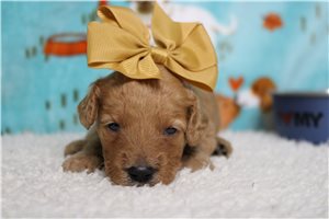 Isla - Goldendoodle, Mini for sale