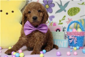 Ethan - Goldendoodle, Mini for sale