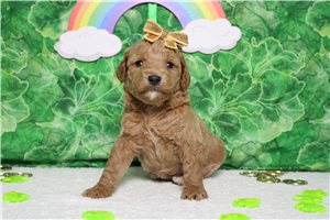 Elizabeth - Goldendoodle, Mini for sale