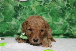 Enzo - Goldendoodle, Mini for sale