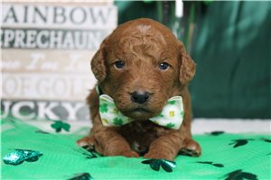 Ezra - puppy for sale