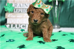 Emma - puppy for sale