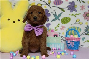 Elijah - Goldendoodle, Mini for sale
