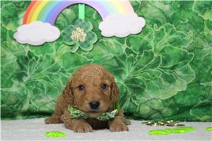 Everett - Goldendoodle, Mini for sale