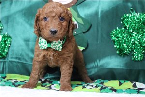 Ezra - Goldendoodle, Mini for sale