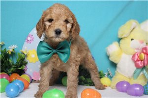 Easton - Goldendoodle, Mini for sale