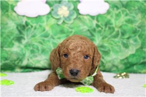 Ethan - Goldendoodle, Mini for sale