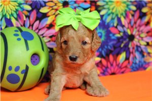 Isla - puppy for sale